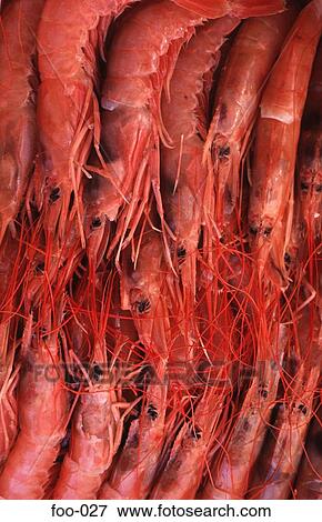 Prawns View Large Photo Image Stock Photo - Prawns. Fotosearch