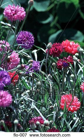 Purple and Pink Cornflowers View Large Photo Image Stock Photo - Purple and Pink Cornflowers. Fotosearch