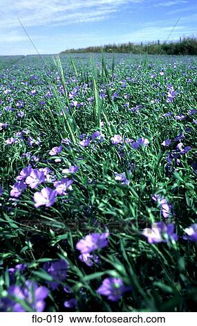 Purple Flowers in a Green Field View Large Photo Image Stock Photo - Purple Flowers in a Green Field. Fotosearch