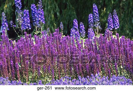 Purple Flowers View Large Photo Image Stock Image - Purple Flowers. Fotosearch