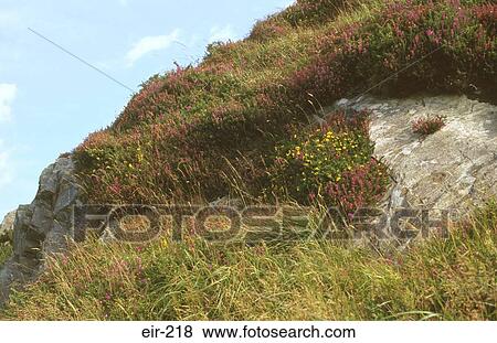 Stock Photo - Purple Heather and Rocks Ireland. Fotosearch