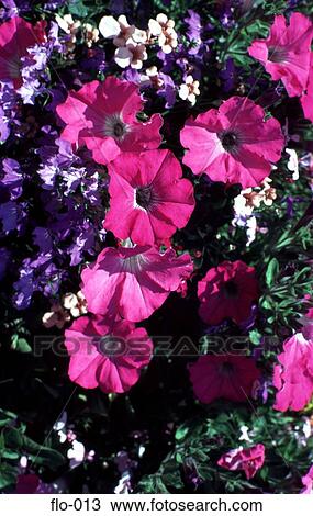 Stock Image - Purple Petunias. Fotosearch