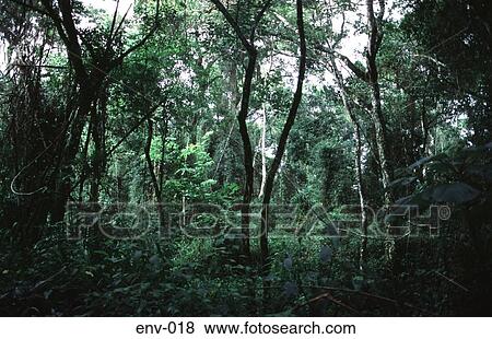 Rainforest at Missiones Argentina South America View Large Photo Image Stock Photo - Rainforest at Missiones Argentina South America. Fotosearch
