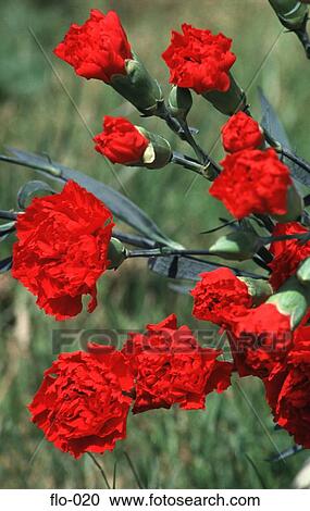 Stock Image - Red Carnations. Fotosearch