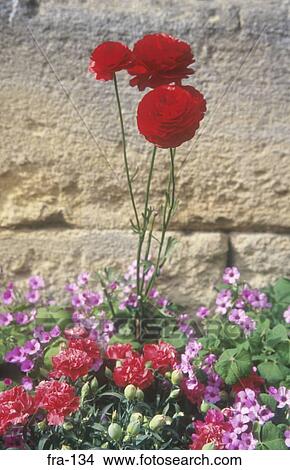 Red Flowers France View Large Photo Image Picture - Red Flowers France. Fotosearch