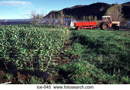 Red Tractor in a Field Hveragerdi Iceland View Large Photo Image Stock Photography - Red Tractor in a Field Hveragerdi Iceland. Fotosearch