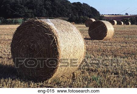 Round Bales of Straw in a Field England UK View Large Photo Image Stock Photography - Round Bales of Straw in a Field England UK. Fotosearch
