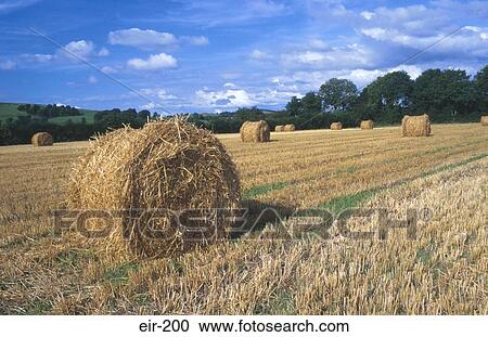 Round Bales of Straw Kinsale County Cork Ireland View Large Photo Image Stock Image - Round Bales of Straw Kinsale County Cork Ireland. Fotosearch