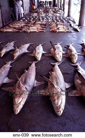 Rows of Dead Sharks in a Market Karachi Pakistan View Large Photo Image Stock Photo - Rows of Dead Sharks in a Market Karachi Pakistan. Fotosearch
