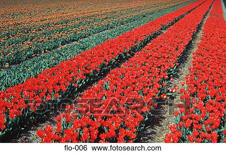 Rows of Red and Orange Tulips View Large Photo Image Stock Photograph - Rows of Red and Orange Tulips. Fotosearch