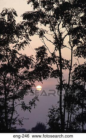 Silhouetted Branches against a Misty Sun England View Large Photo Image Stock Photograph - Silhouetted Branches against a Misty Sun England. Fotosearch