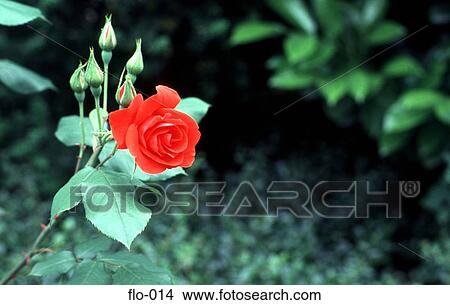 Picture - Single Red Rose. Fotosearch