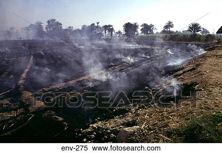 Stubble Burning Egypt View Large Photo Image Stock Photography - Stubble Burning Egypt. Fotosearch