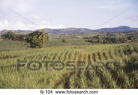 Sugar Cane Fields Fiji View Large Photo Image Picture - Sugar Cane Fields Fiji. Fotosearch
