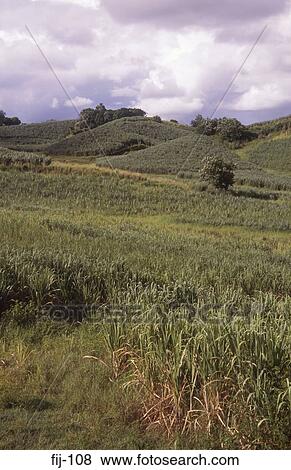 Stock Photo - Sugar Cane Fields Fiji. Fotosearch
