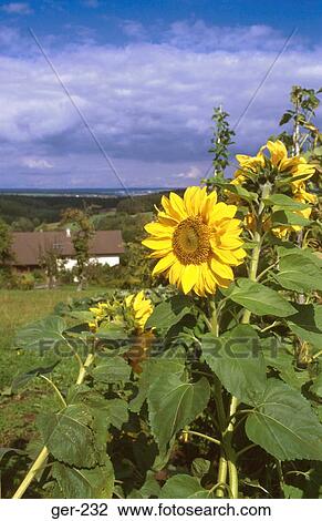 Sunflower in Field Schwarzwald Germany View Large Photo Image Stock Image - Sunflower in Field Schwarzwald Germany. Fotosearch
