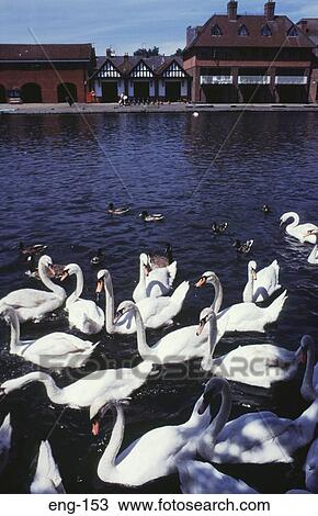Swans on River Thames Windsor England View Large Photo Image Stock Image - Swans on River Thames Windsor England. Fotosearch