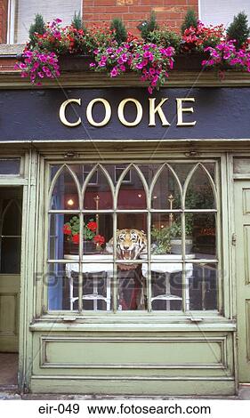Tiger's Head Display in Antique Shop Window Dublin View Large Photo Image Stock Photo - Tiger's Head Display in Antique Shop Window Dublin. Fotosearch