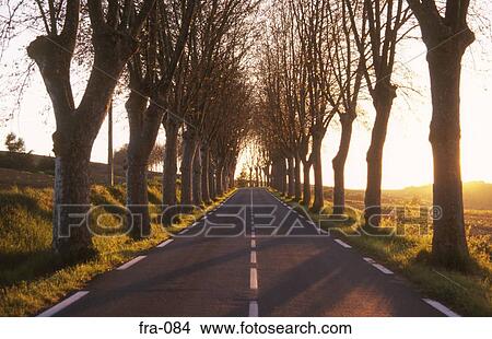 Picture - Tree Lined Road Armagnac Region France. Fotosearch
