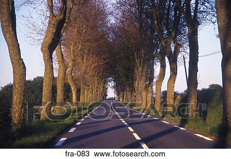 Tree Lined Road Armagnac Region France View Large Photo Image Stock Image - Tree Lined Road Armagnac Region France. Fotosearch