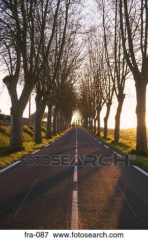 Tree Lined Road Armagnac Region France View Large Photo Image Stock Photo - Tree Lined Road Armagnac Region France. Fotosearch