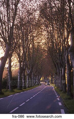 Tree Lined Road Armagnac Region France View Large Photo Image Stock Photograph - Tree Lined Road Armagnac Region France. Fotosearch