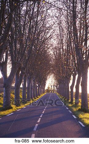 Stock Photography - Tree Lined Road Armagnac Region France. Fotosearch