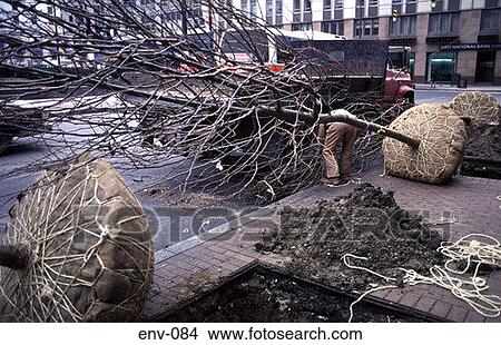 Picture - Tree Planting in Cleveland Ohio USA. Fotosearch