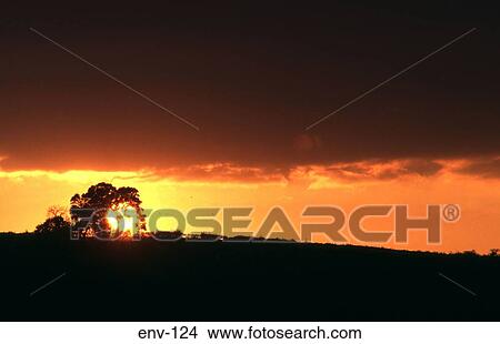 Picture - Trees Silhouetted against the Sunset UK. Fotosearch