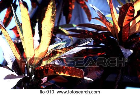 Tropical Flora with Orange and Brown Leaves View Large Photo Image Stock Image - Tropical Flora with Orange and Brown Leaves. Fotosearch