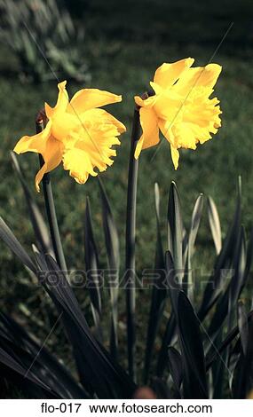 Stock Photo - Two Yellow Daffodils. Fotosearch