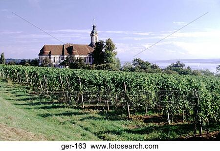 Stock Image - Vines and Church Uberlingen Germany. Fotosearch