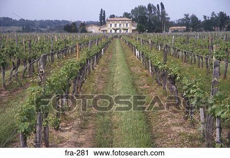 Vineyard Dordogne France View Large Photo Image Stock Image - Vineyard Dordogne France. Fotosearch