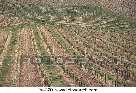 Vineyard Dordogne France View Large Photo Image Stock Image - Vineyard Dordogne France. Fotosearch