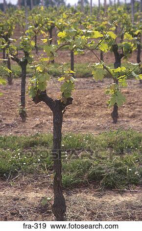 Vineyard Dordogne France View Large Photo Image Stock Photo - Vineyard Dordogne France. Fotosearch