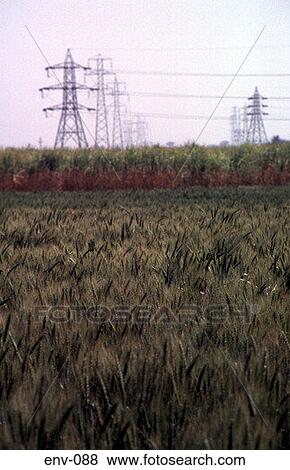 Wheat Fields and Distant Pylons Nile Delta Egypt View Large Photo Image Stock Photo - Wheat Fields and Distant Pylons Nile Delta Egypt. Fotosearch