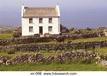White Farmhouse with Cow and Calf Aran Islands View Large Photo Image Stock Photo - White Farmhouse with Cow and Calf Aran Islands. Fotosearch