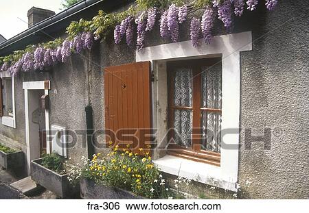 Wisteria growing on House France View Large Photo Image Stock Photograph - Wisteria growing on House France. Fotosearch