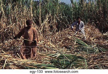 Workers in a Sugar Cane Field Egypt Africa View Large Photo Image Stock Image - Workers in a Sugar Cane Field Egypt Africa. Fotosearch