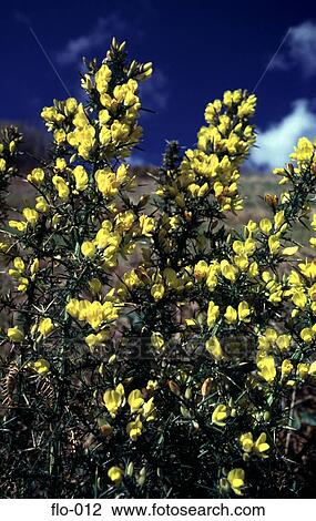 Yellow Buds of Gorse Bush View Large Photo Image Stock Image - Yellow Buds of Gorse Bush. Fotosearch