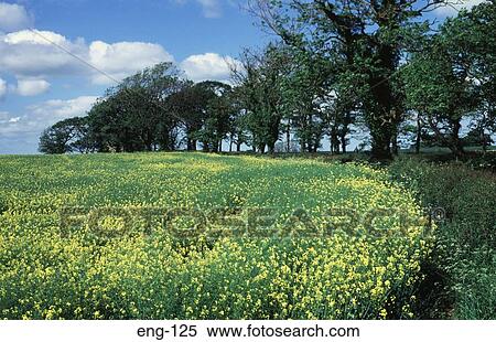 Yellow Rape Field and Trees Northumberland View Large Photo Image Stock Photography - Yellow Rape Field and Trees Northumberland. Fotosearch