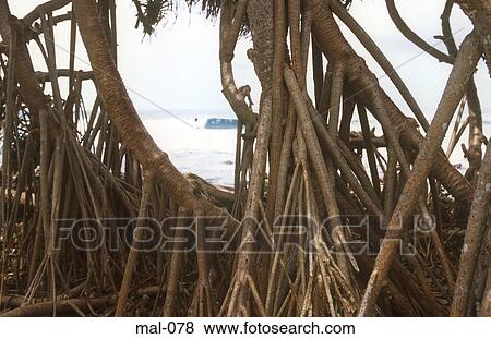 Aerial Roots Maldives View Large Photo Image Stock Photo - Aerial Roots Maldives. Fotosearch