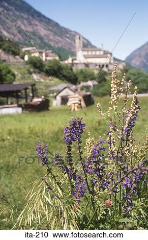 Stock Image - Alpine Flower Montecrestese Italy. Fotosearch