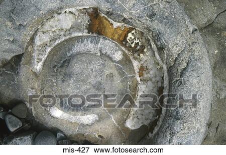 Ammonite View Large Photo Image Stock Photo - Ammonite. Fotosearch