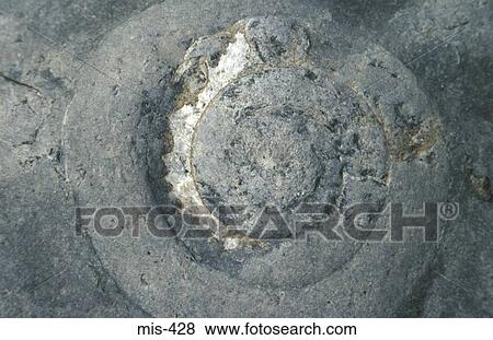 Ammonite View Large Photo Image Stock Photo - Ammonite. Fotosearch