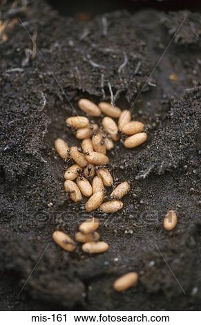 Stock Image - Ants and Eggs in Ant Nest. Fotosearch