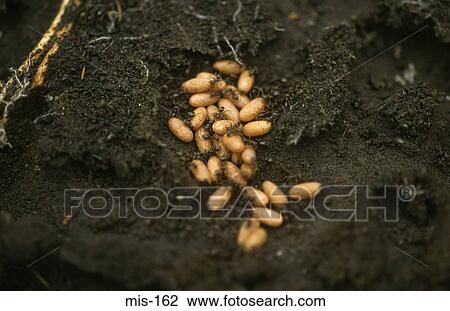 Ants and Eggs in Ant Nest View Large Photo Image Stock Image - Ants and Eggs in Ant Nest. Fotosearch
