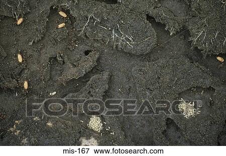 Ants Nest View Large Photo Image Stock Photo - Ants Nest. Fotosearch