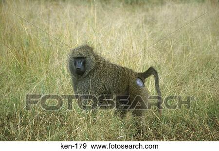 Baboon Kenya View Large Photo Image Stock Photo - Baboon Kenya. Fotosearch