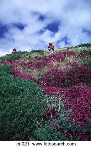Backpackers Walking through Heather UK View Large Photo Image Stock Image - Backpackers Walking through Heather UK. Fotosearch